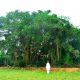 Banyan Tree at Our Ashram in South India