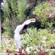 Surya Namaskar