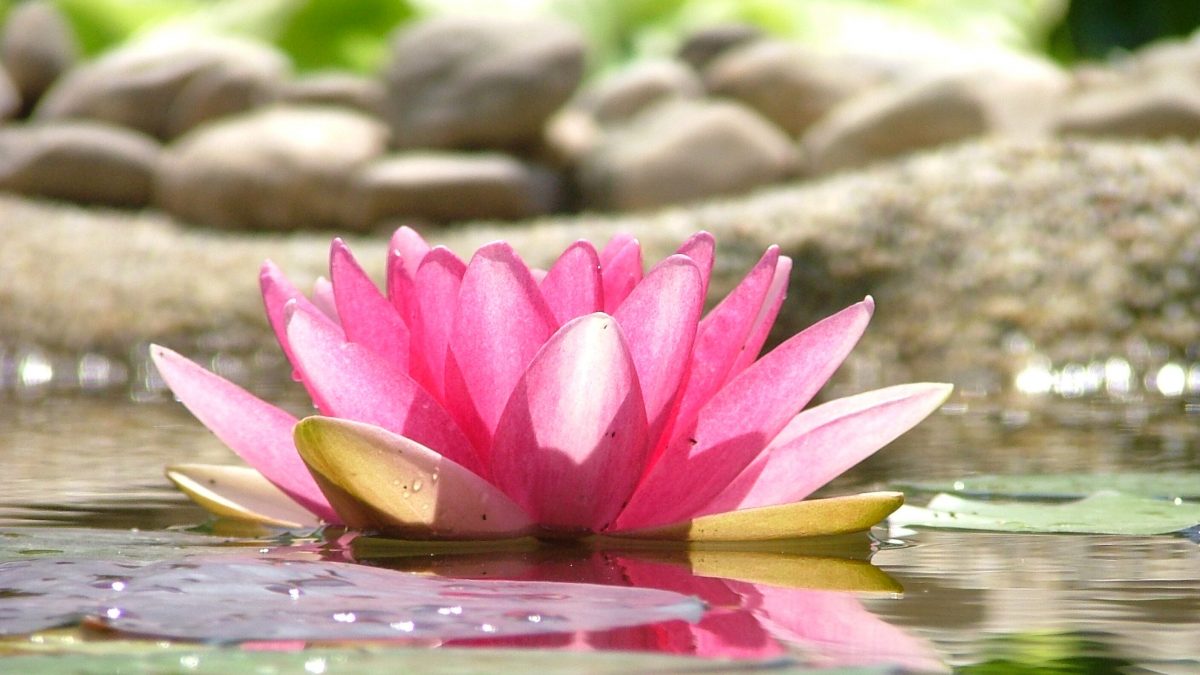 Lotus flower yoga