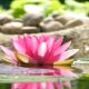 Lotus flower yoga