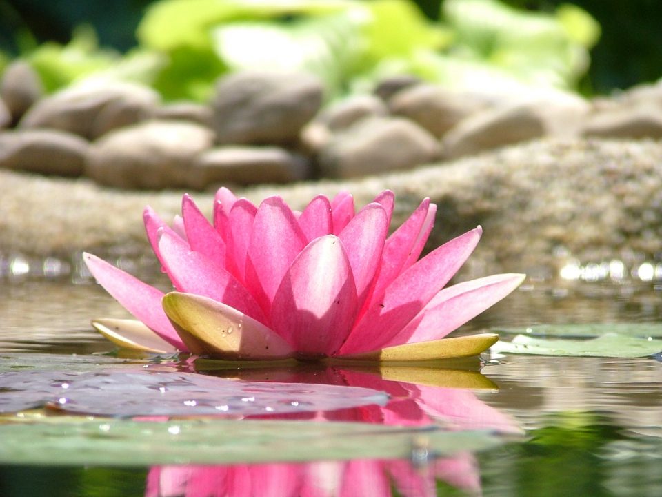 Lotus flower yoga